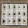 Preserved Insects in Resin Set of 15 Main