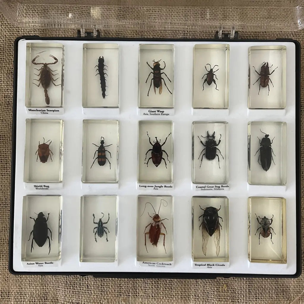 Preserved Insects in Resin Set of 15 – hillsvintage