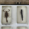 Preserved Insects in Resin Set of 15 Nine