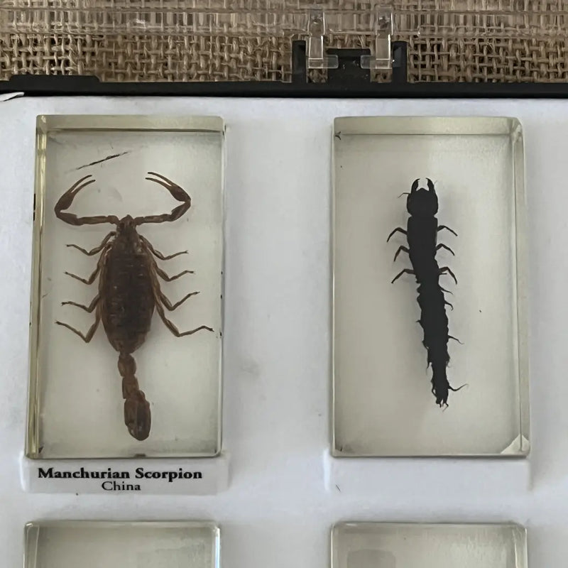 Pressed Insect Preserved Insects in Resin Set of 15 – hillsvintage