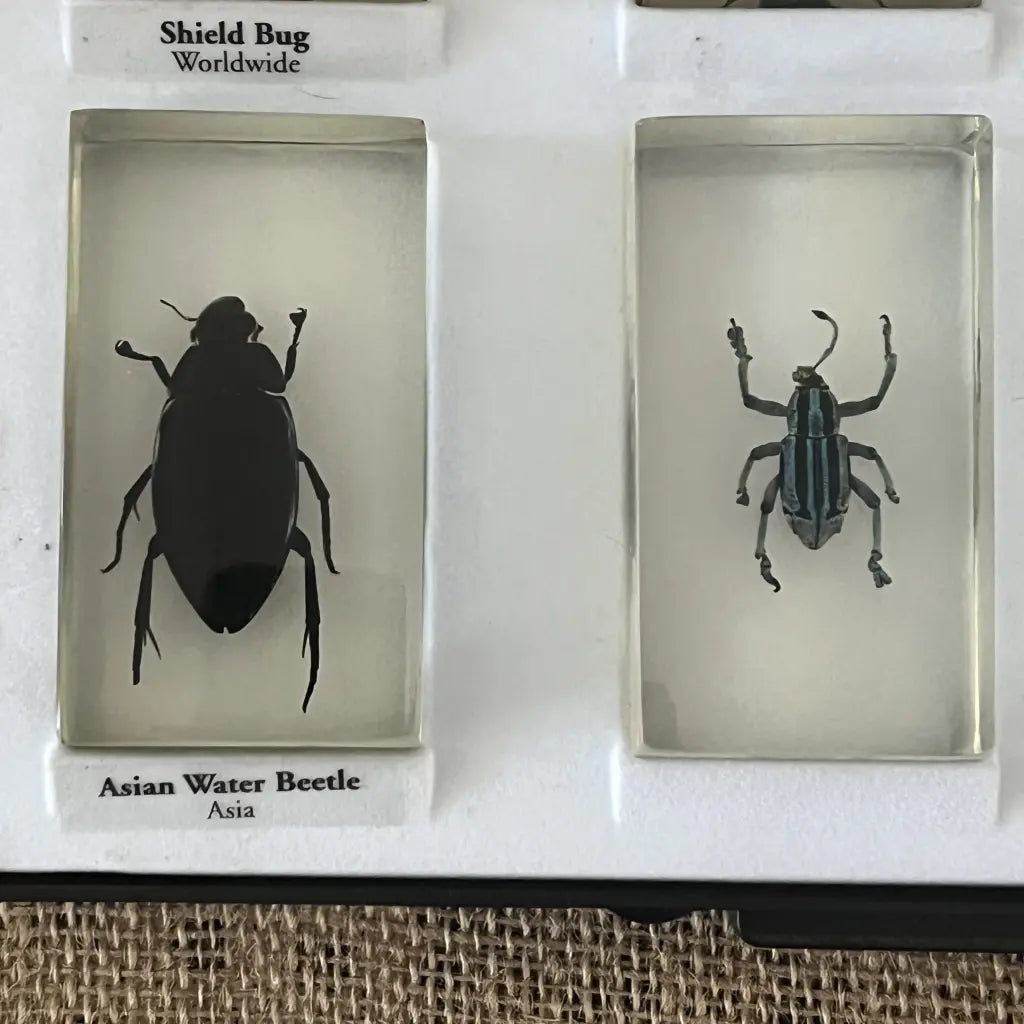 Pressed Insect Preserved Insects in Resin Set of 15 – hillsvintage