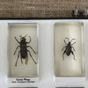Preserved Insects in Resin Set of 15 Seven