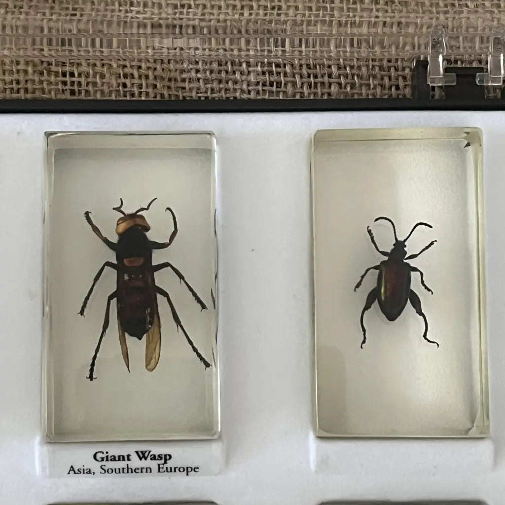 Presevred Insects Preserved Insects in Resin Set of 15 – hillsvintage