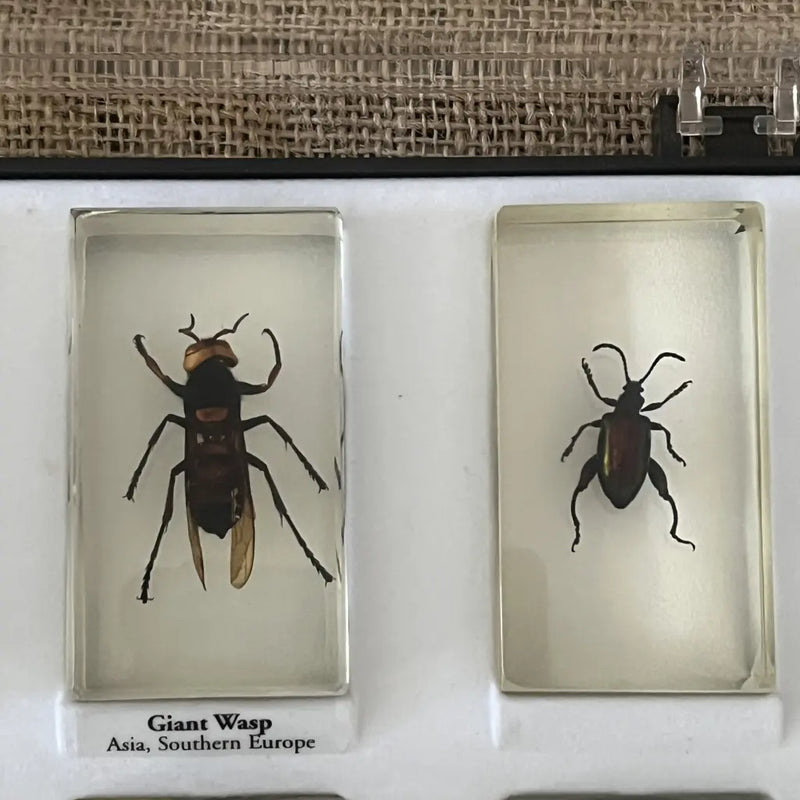 Pressed Insect Preserved Insects in Resin Set of 15 – hillsvintage