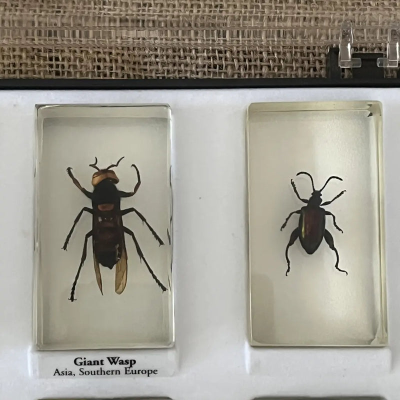 Preserved Insects in Resin Set of 15 Seven