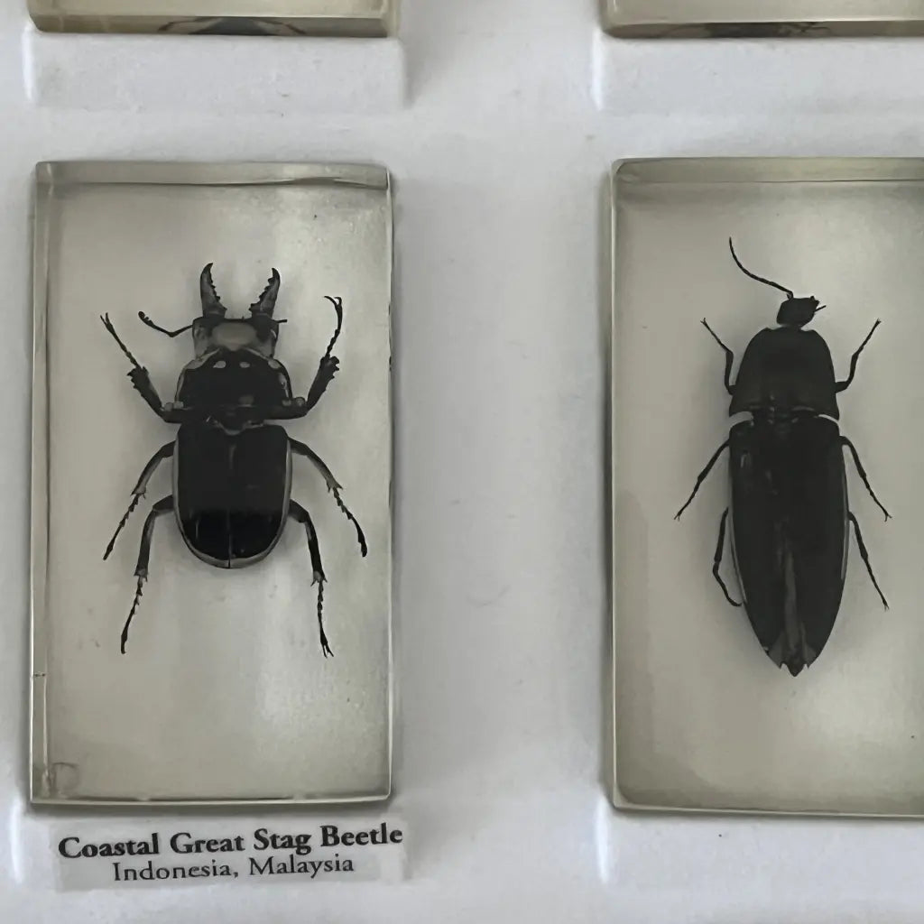 Preserved Insects in Resin Set of 15 Six
