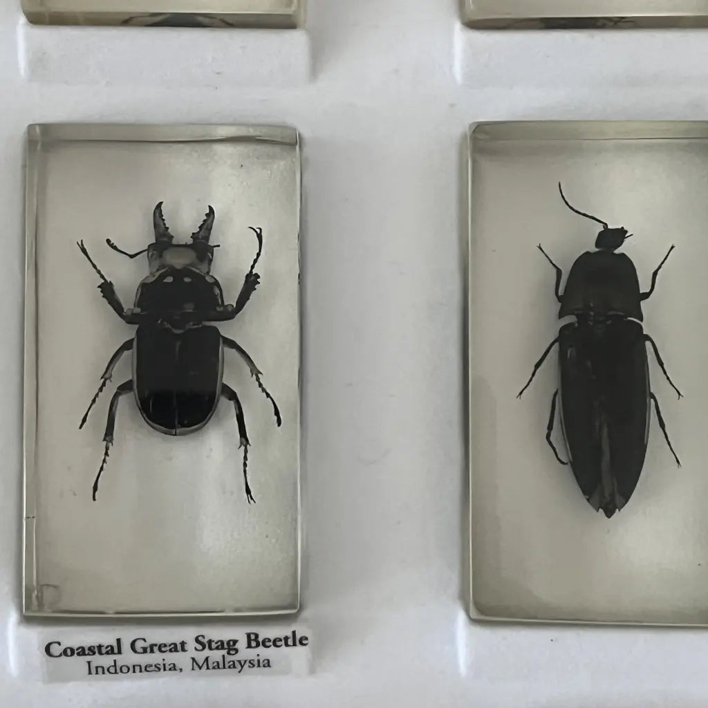 Presevred Insects Preserved Insects in Resin Set of 15 – hillsvintage