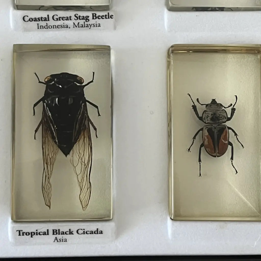Pressed Insect Preserved Insects in Resin Set of 15 – hillsvintage