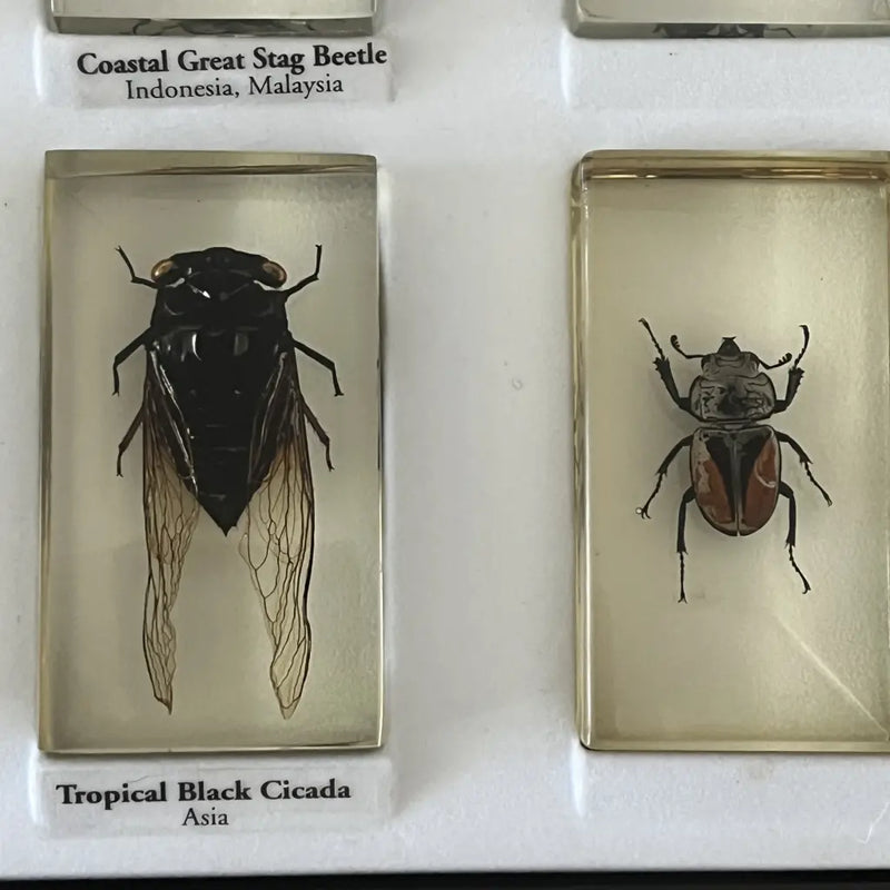 Preserved Insects in Resin Set of 15 Five