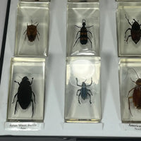 Preserved Insects in Resin Set of 15 Four