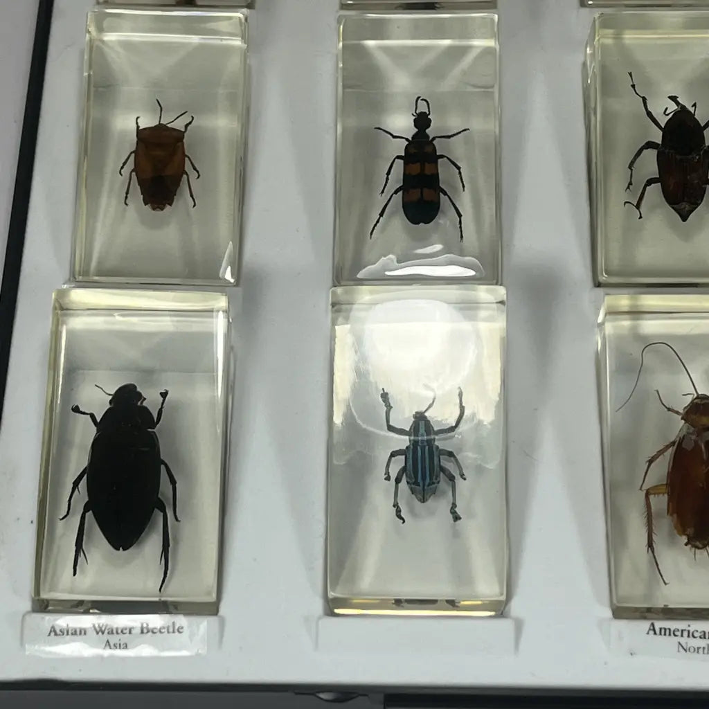 Presevred Insects Preserved Insects in Resin Set of 15 – hillsvintage