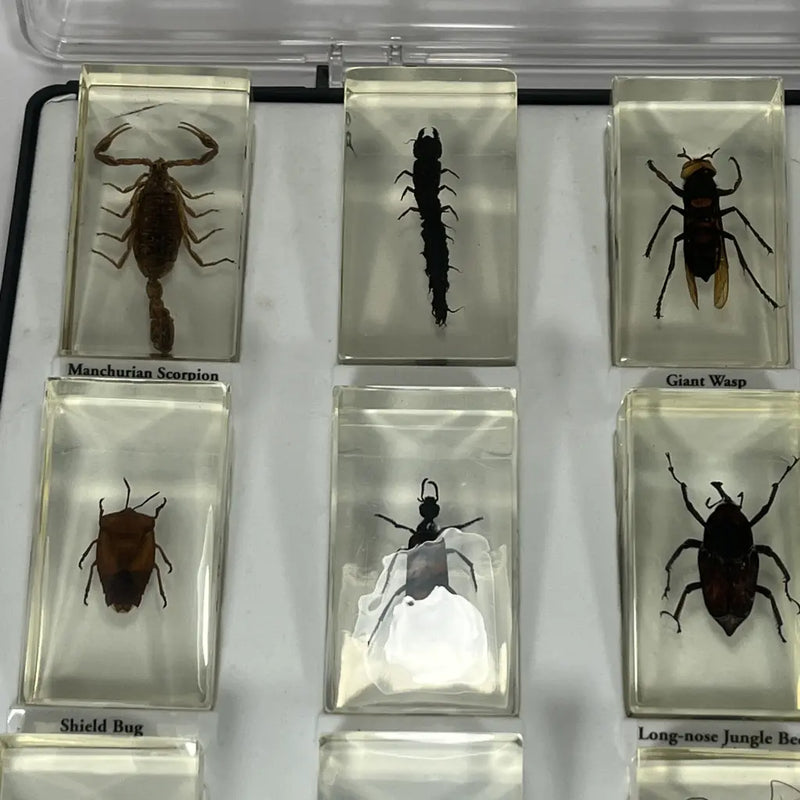 Preserved Insects in Resin Set of 15 Three