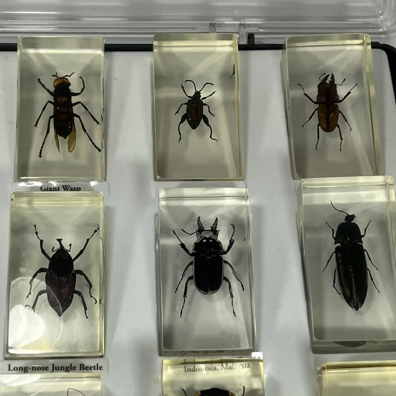 Pressed Insect Preserved Insects in Resin Set of 15 – hillsvintage