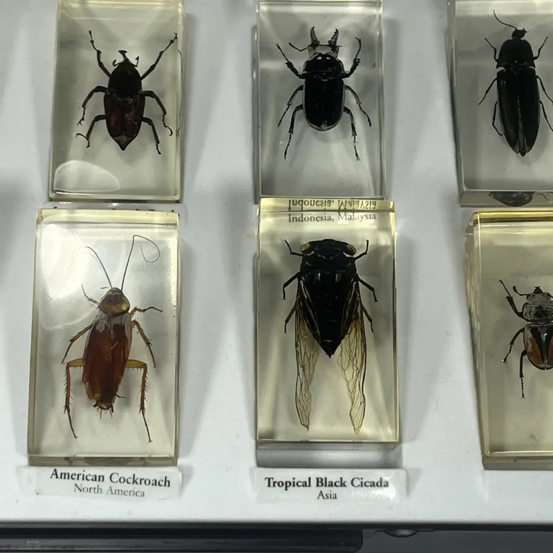Pressed Insect Preserved Insects in Resin Set of 15 – hillsvintage